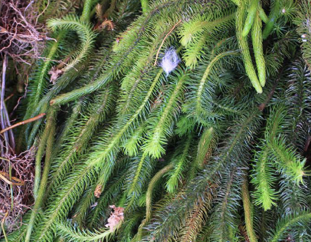 l. love et d. love)是石杉科马尾杉属植物,大型附生蕨类.