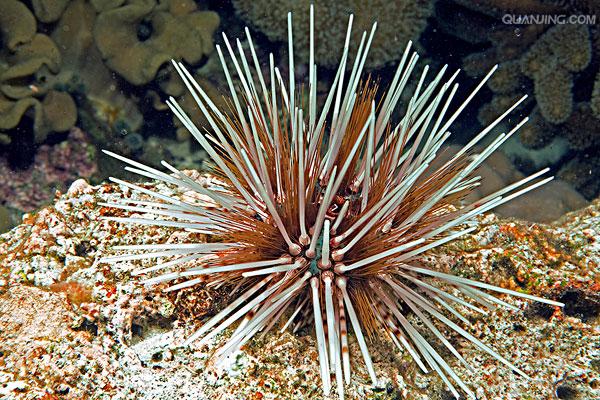 环刺棘海胆