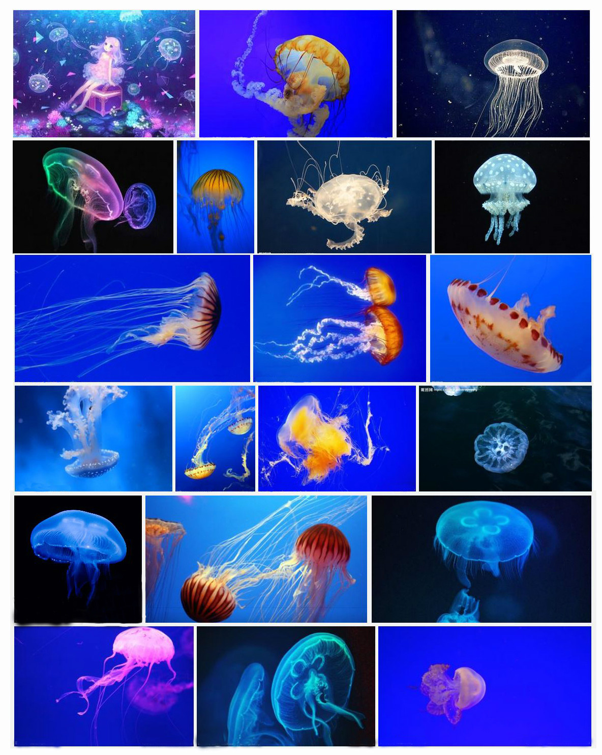  p>水母(英文名称:jelly fish):是水生环境中重要的 a target="_blank