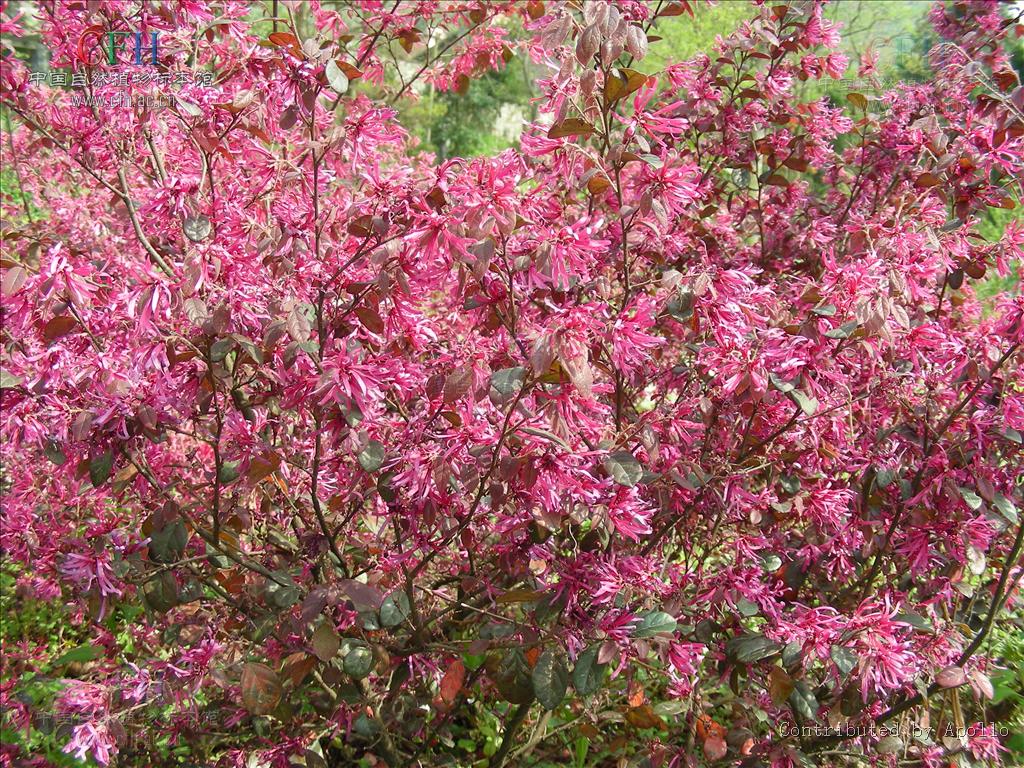 loropetalum