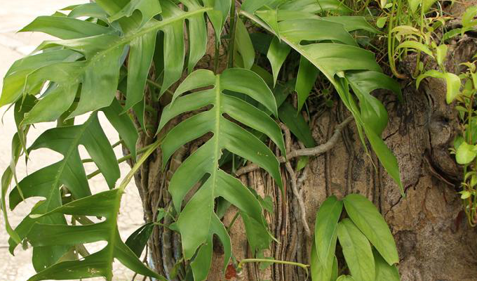  p>麒麟叶属, a href="#" data-lemmaid="6721720">天南星科 /a>, a