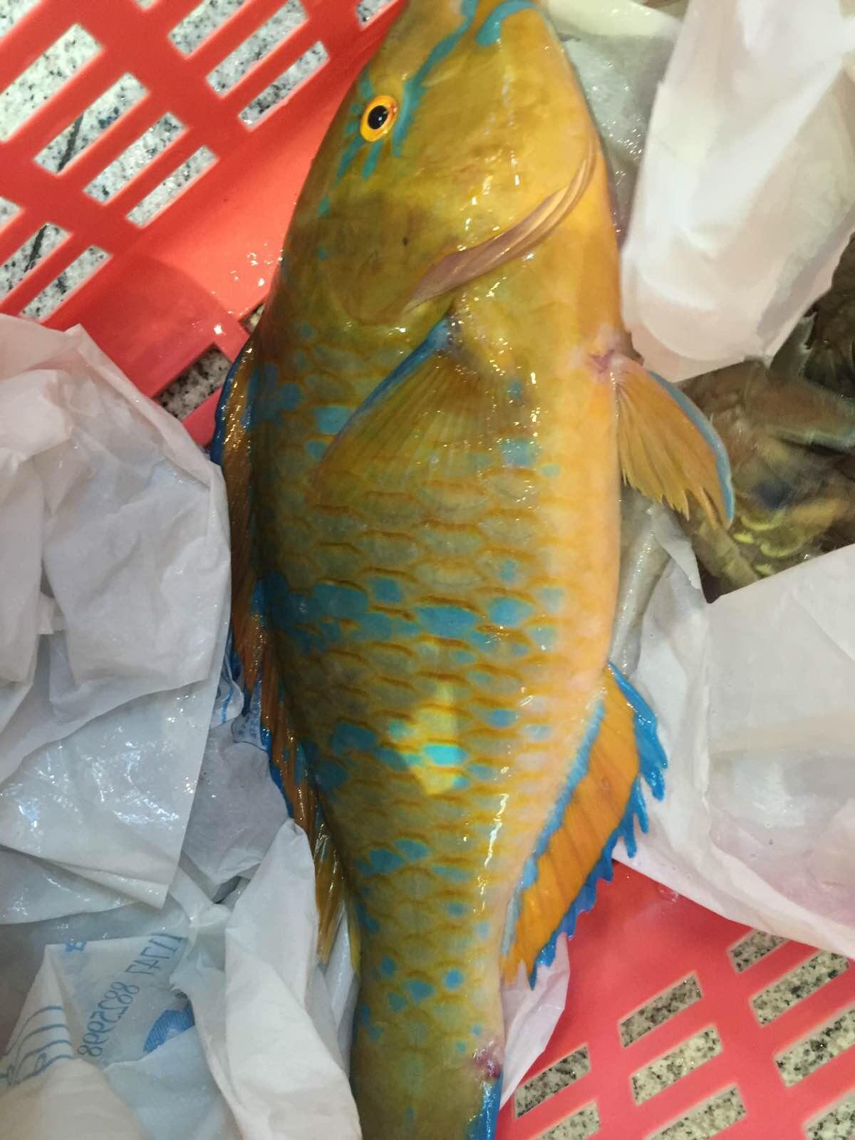  p>青衣鱼,是一种主要分布在热带与亚热带之间的岩