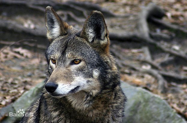  p>红狼(学名: i>canis rufus /i>)是一种生存在 a target="_blank"