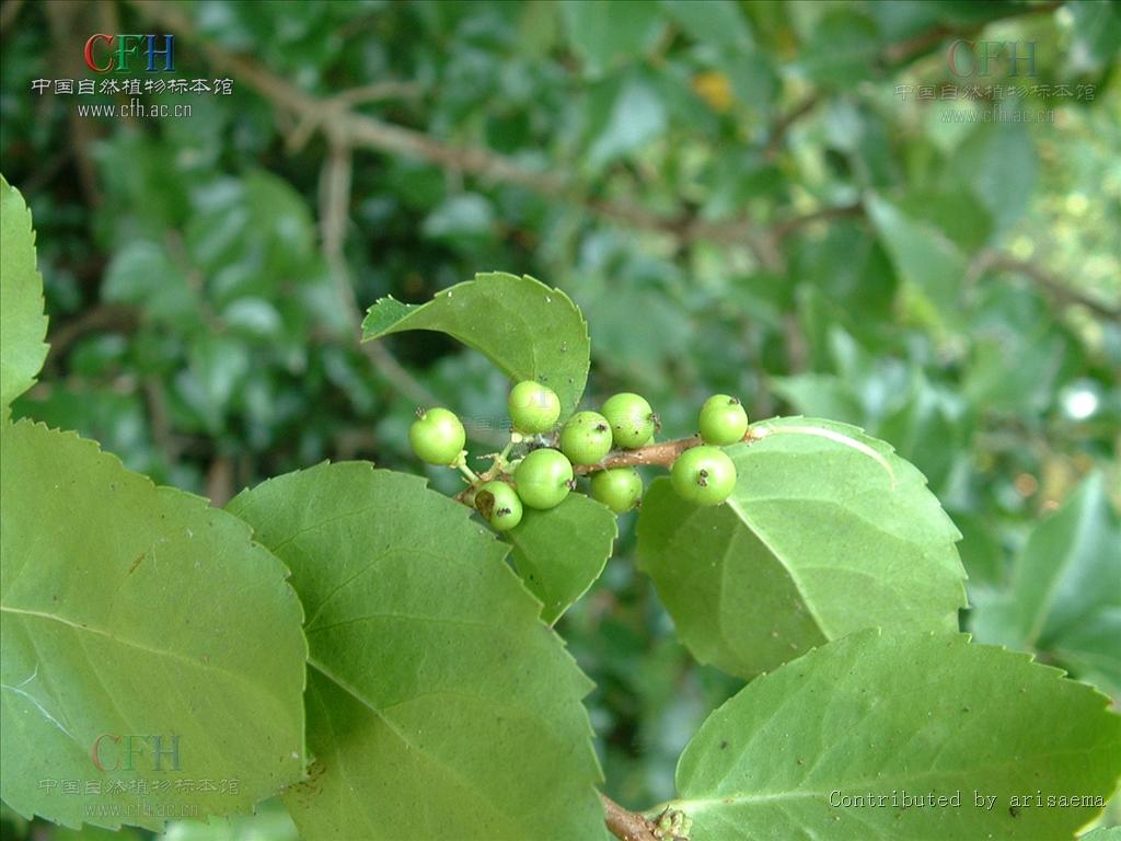  p>柞木(拉丁学名: i>xylosma racemosum(sieb. et zucc.)miq.