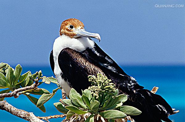 frigate bird