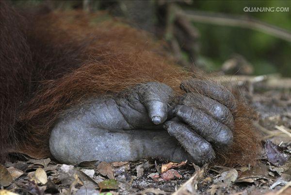 href="#" data-lemmaid="1593453">猴子 /a>最大不同的地方就是没有 a