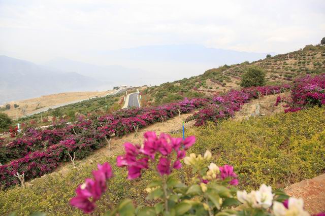  p data-id="gnzlm41lsc">阿署达花舞人间景区是攀枝花境内的景区