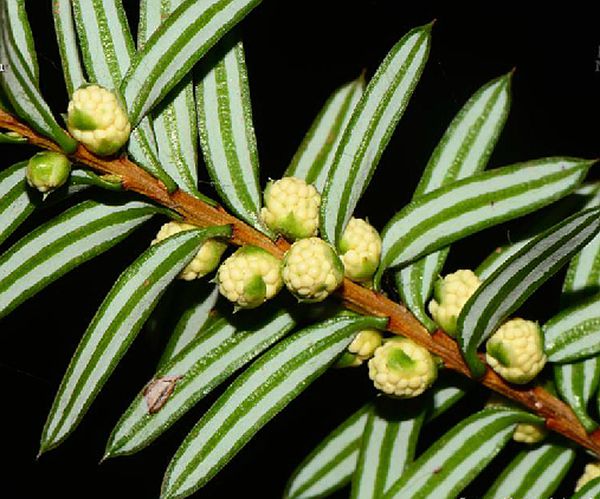  p>白豆杉(学名: i>pseudotaxus chienii /i> (cheng) cheng)是红豆杉