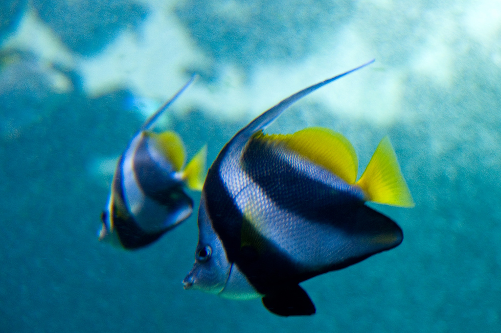 成鱼体甚侧扁,背缘高而隆起,略呈三角形.