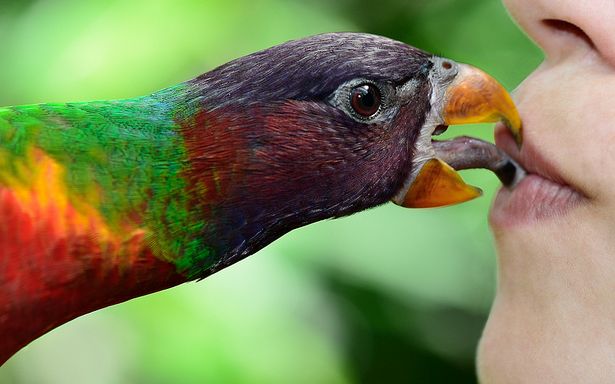  p>黄领吸蜜鹦鹉(学名: i>lorius chlorocercus /i>)羽色鲜艳,主要以