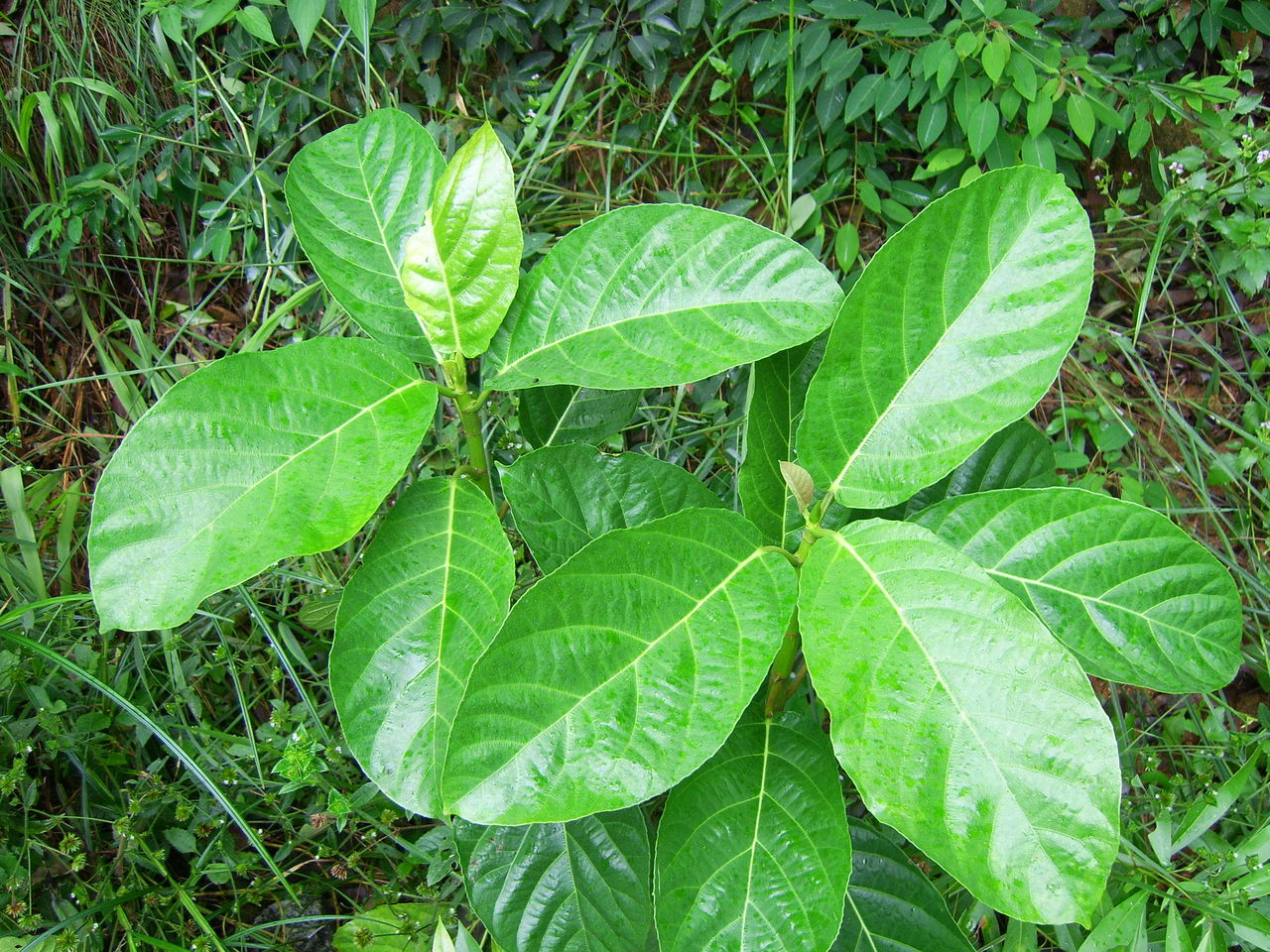 是桑科榕属植物,常绿小乔木,树皮黑褐色,枝粗糙,叶互生,纸质,倒卵形