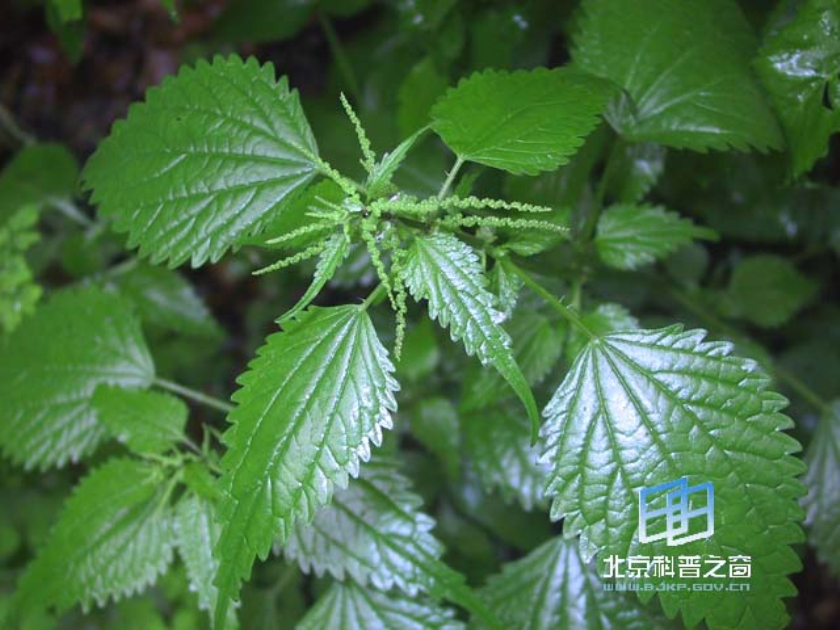 p>蝎子草属 a target"_blank href/item/荨麻科>荨麻科/a a