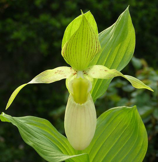  p>大叶杓兰(学名: i>cypripedium fasciolatum /i>  franch.