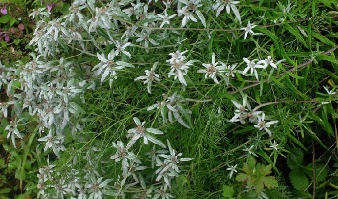  p>艾叶火绒草( a target="_blank" href="/item/学名/8074290" data