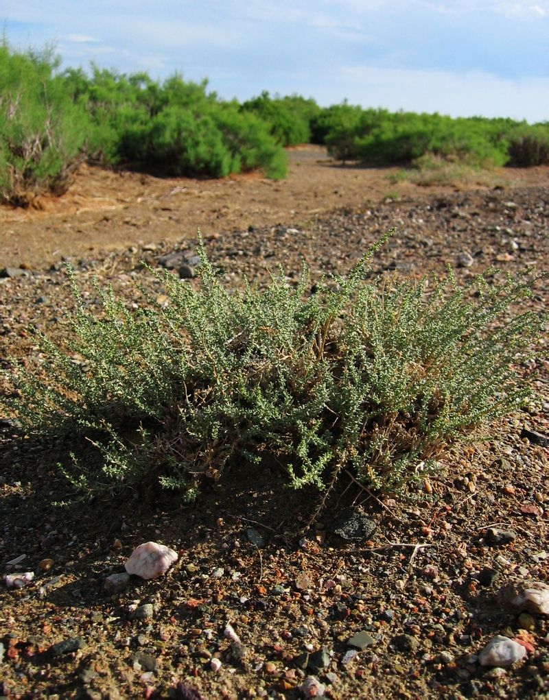  p>枇杷(学名: i>eriobotrya japonica  /i>(thunb.) lindl.