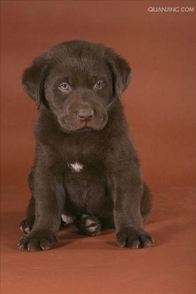 data-lemmaid="4152961">拉布拉多 /a>又称寻回犬,是一种中大型犬类