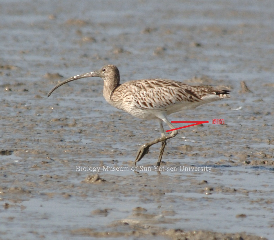 uaf2"> b>跗跖,指 /b> a target="_blank" href="/item/鸟类/278334"