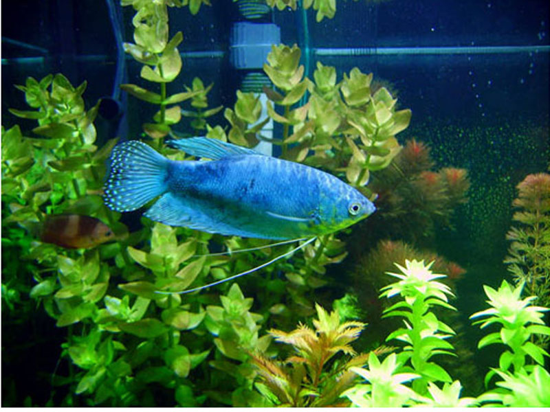 trichogaster trichopterus