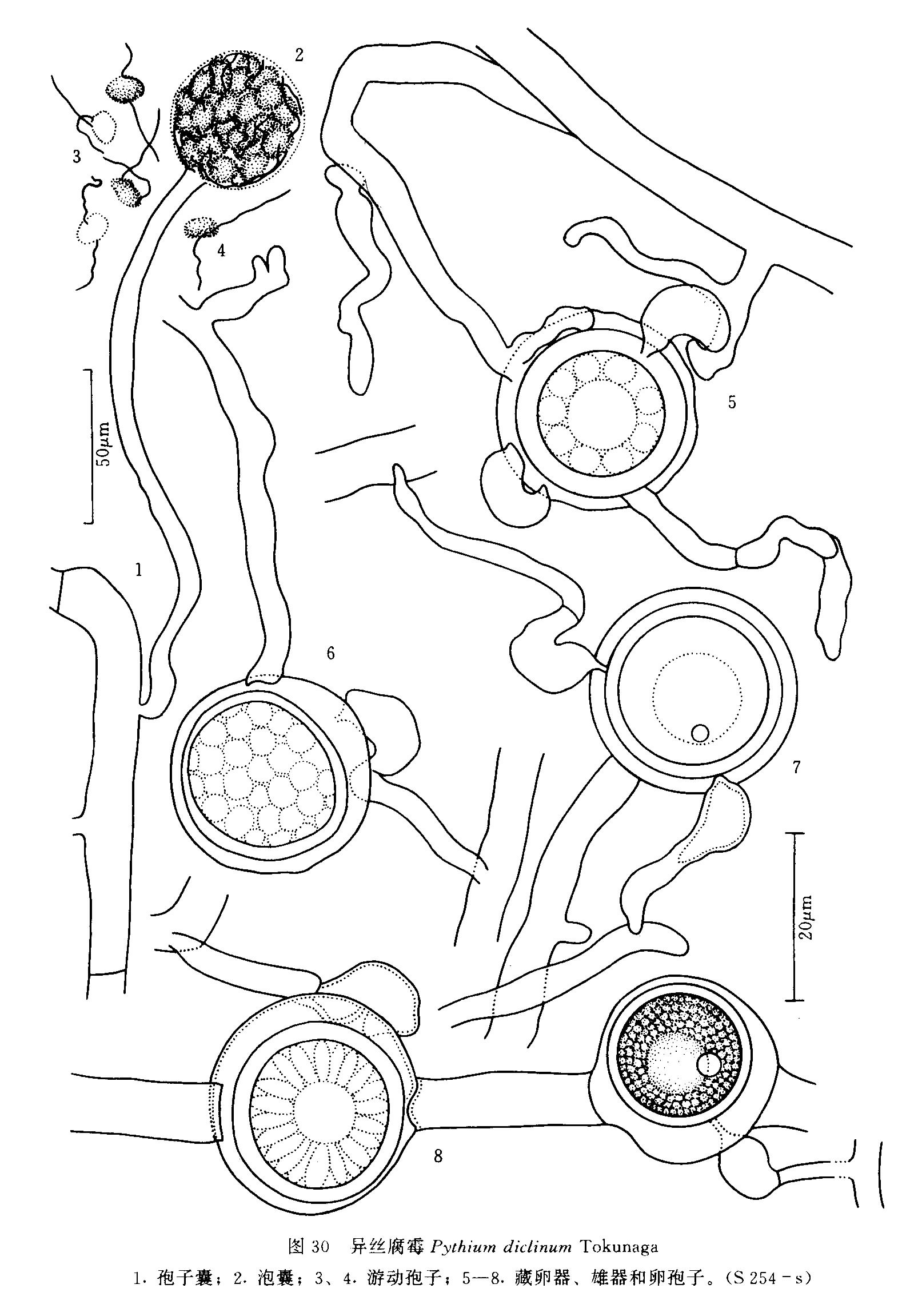 菌丝无隔,老后有隔,不规则分枝,粗3.1-5.1μm. /p>