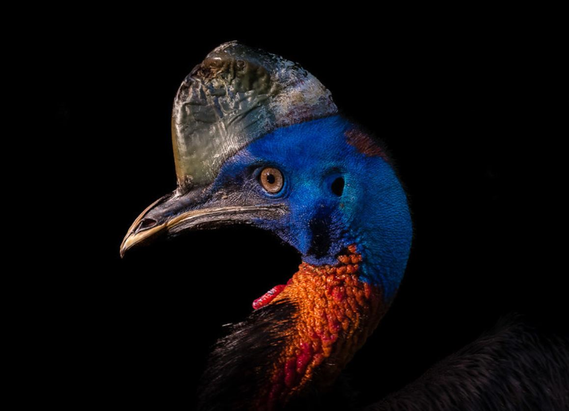  p>双垂鹤鸵(学名: i>casuarius casuarius /i>):是鸟纲,鹤鸵科的 a