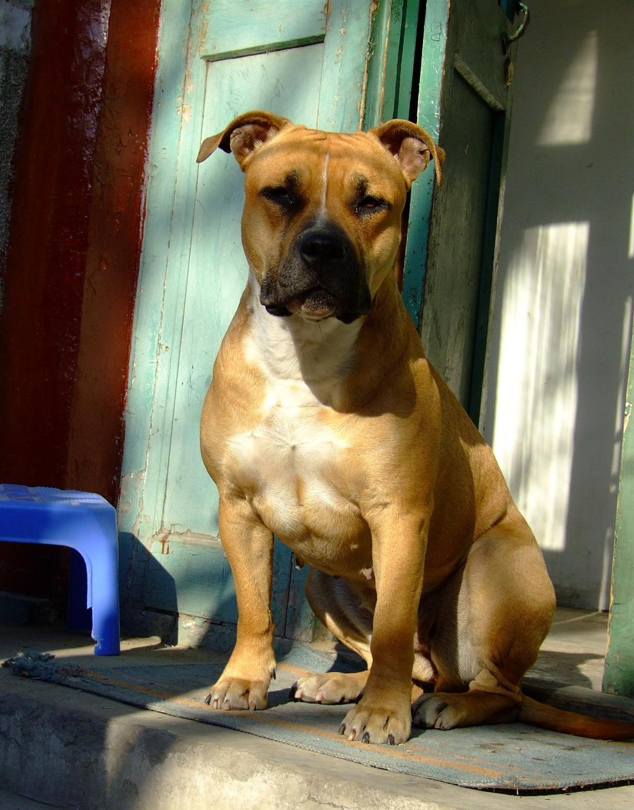  p>斯塔福郡斗牛梗是一种短毛狗.就其体型而言力气非常大.