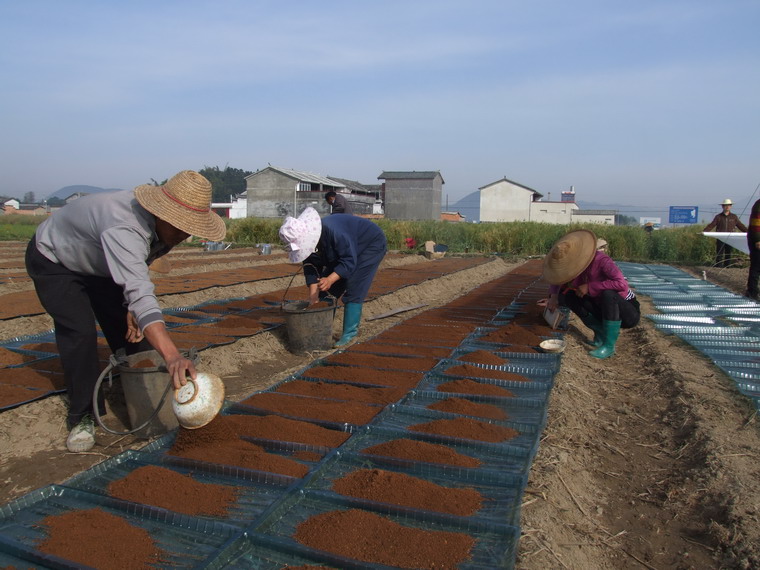 水稻旱育秧技术