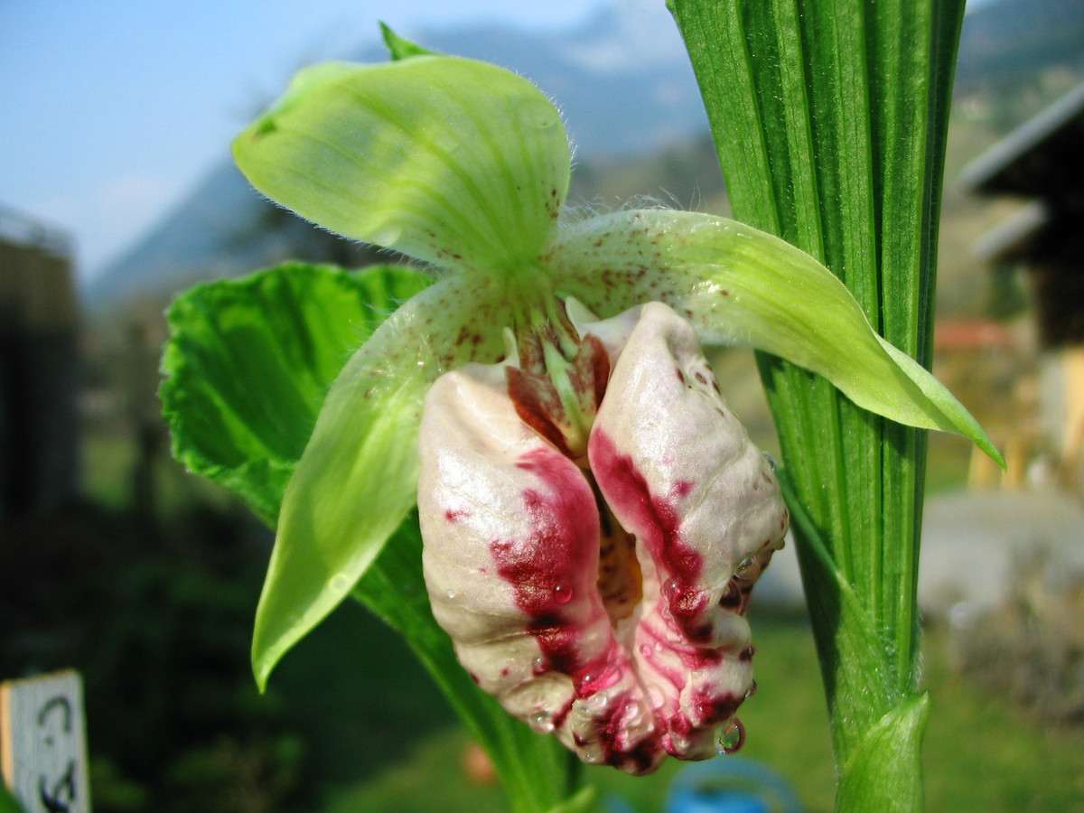  p>扇脉杓兰(学名: i>cypripedium japonicum /i>  thunb.