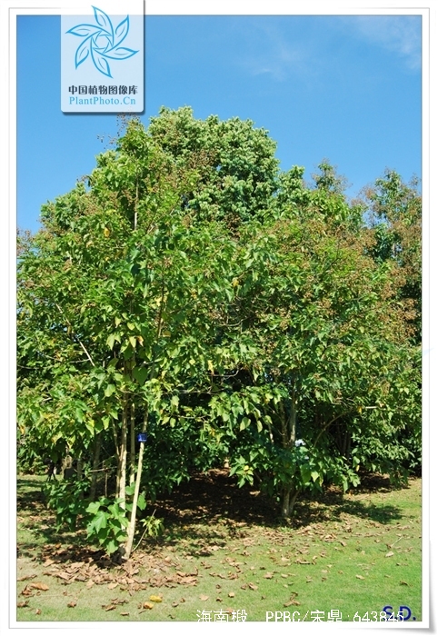  p>海南椴(学名: i>hainania trichosperma /i> merr.