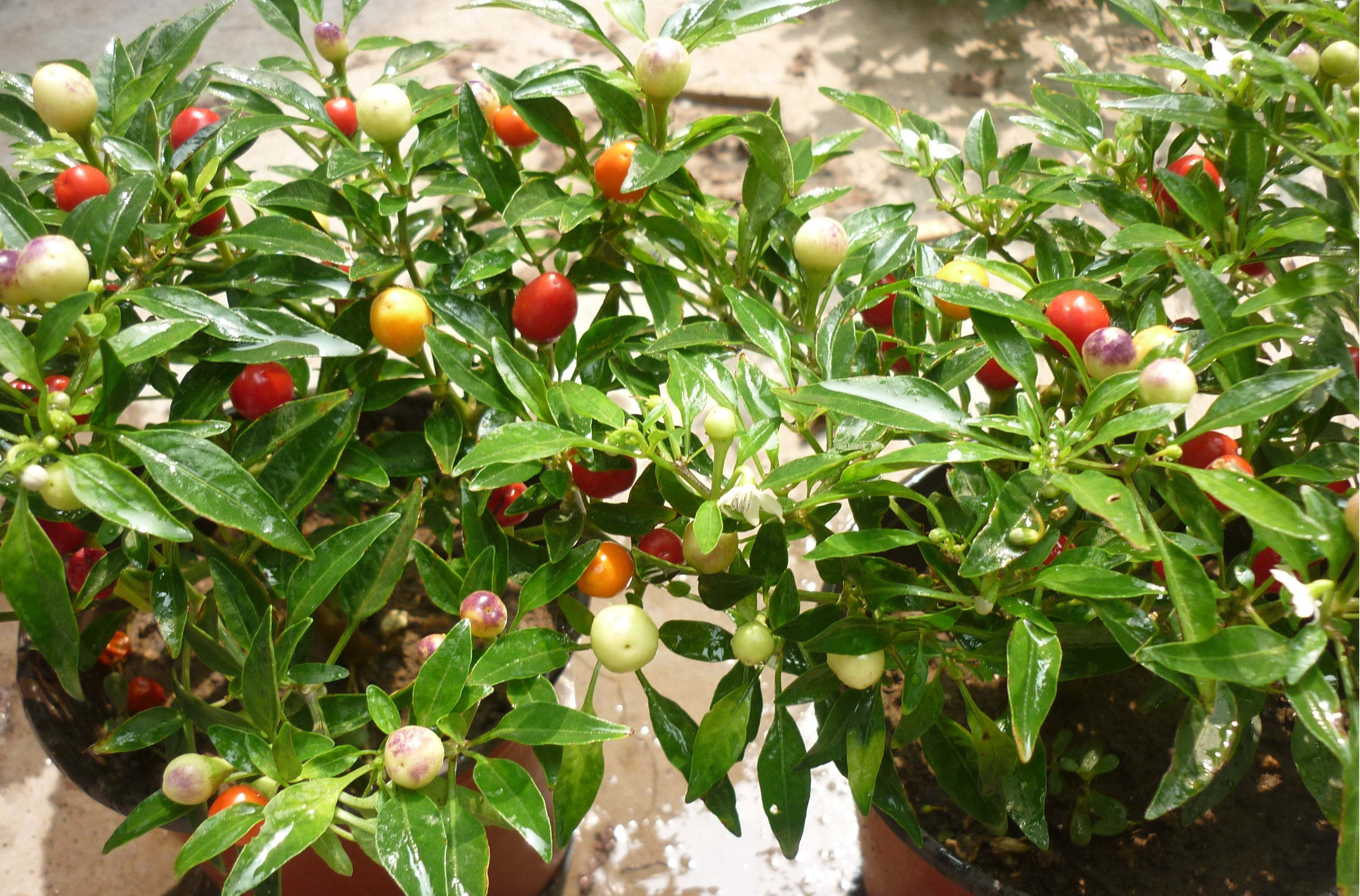  p>观赏辣椒,观赏辣椒根系发达,茎直立,茎部木质化,分枝能力强,分枝