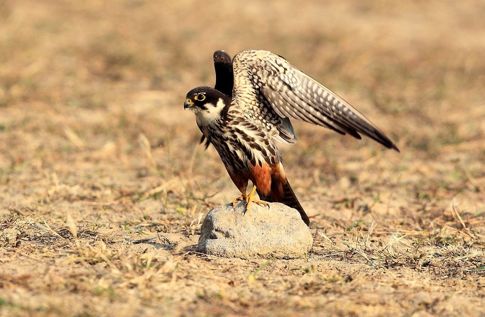 subbuteo /i>)的体形比 a target="_blank" href="/item/猎隼/287701"