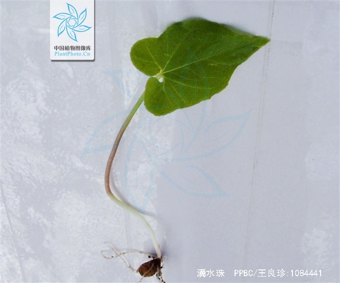 pinellia integrifolia