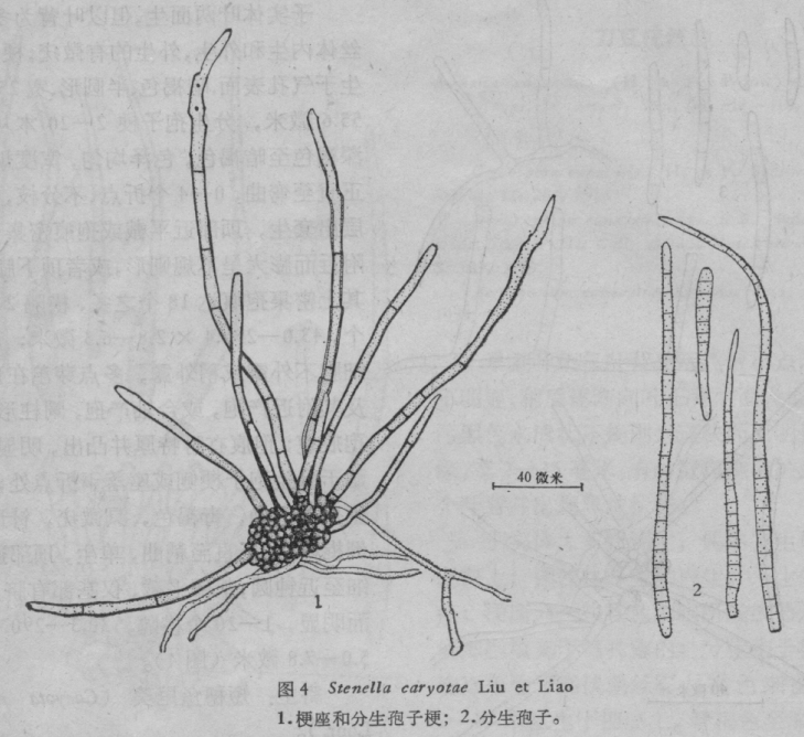stenella caryotae liu et liao sp. nov.