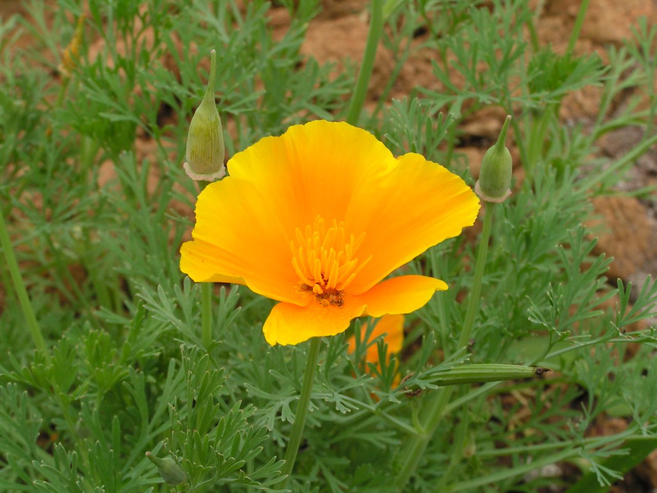  p>花菱草,(学名: i>eschscholtzia californica /i> cham.