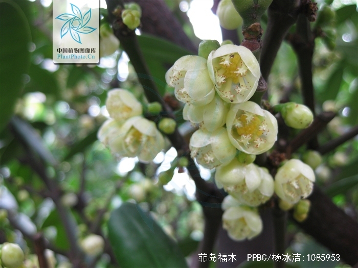  p> a href="#">菲岛福木 /a>,别名:福木,福树,拉丁文名:garcinia sub