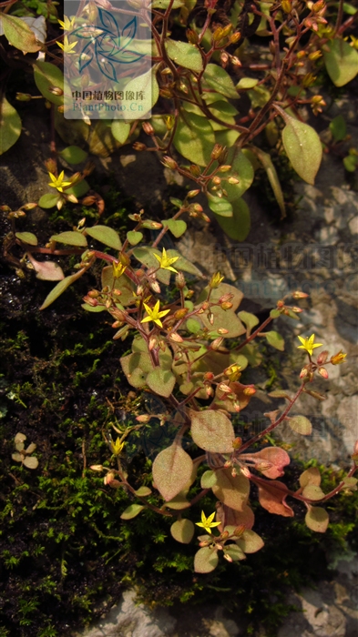  p>繁缕景天(学名: i>sedum stellariifolium /i> franch.