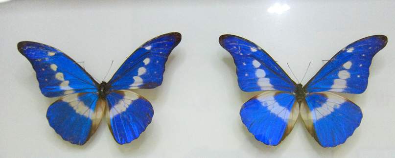  p>光明女神闪蝶(学名: i>morpho helena /i>):是鳞翅目,闪蝶科,闪蝶