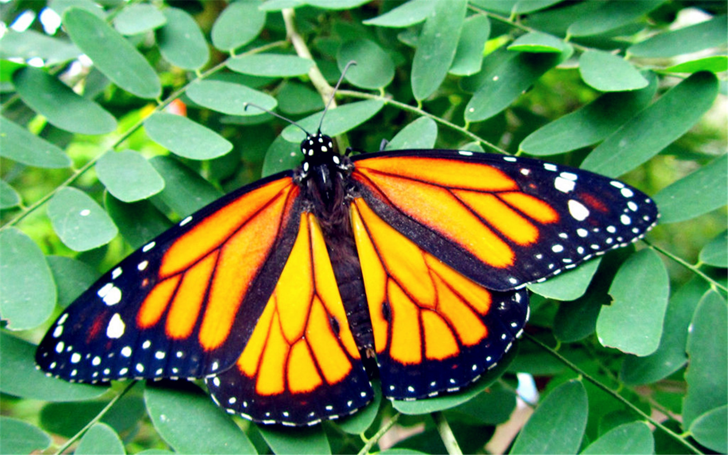  p>大斑蝶是一种 a target="_blank" href="