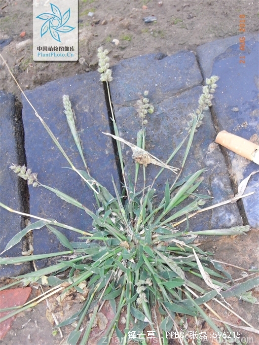  p>锋芒草(学名: b>tragus /b>&nbsp; b>mongolorum /b>&nbsp