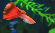 孔雀花鳉 百度百科