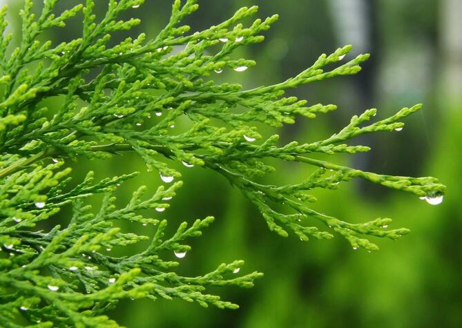  p data-id="gnbjntbub1">柏树叶又名柏木叶,柏