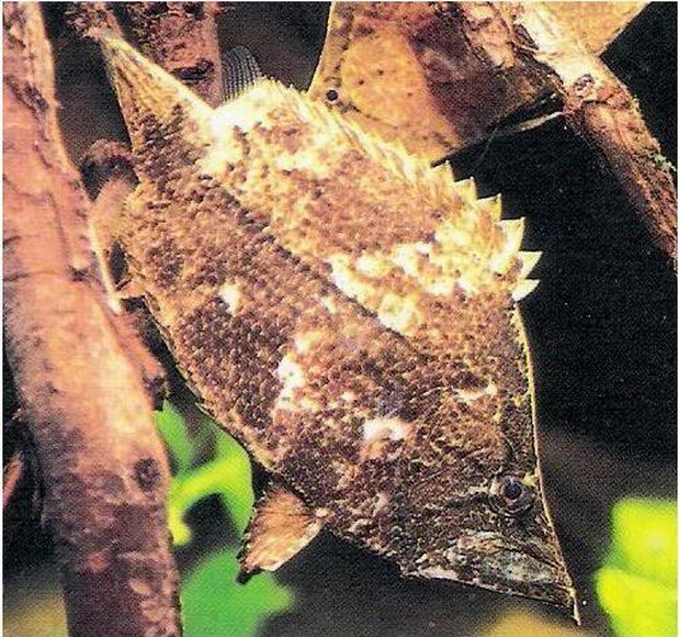 叶子鱼 全网资源