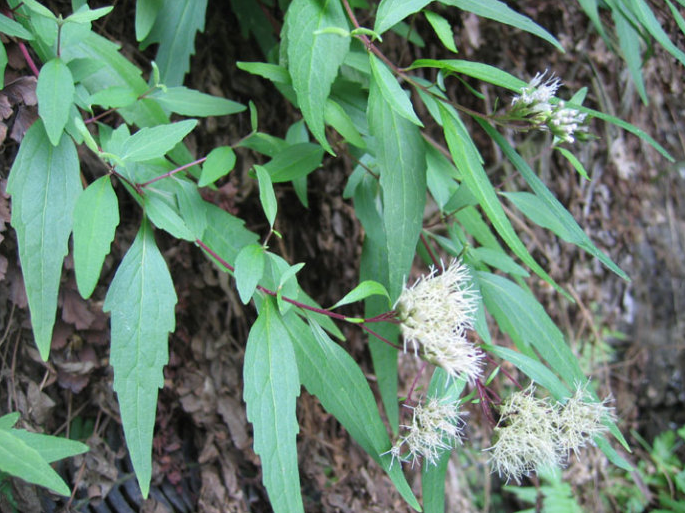  p> b>翅果杯冠藤 /b>(学名: i>cynanchum alatum /i>)是萝藦科 a