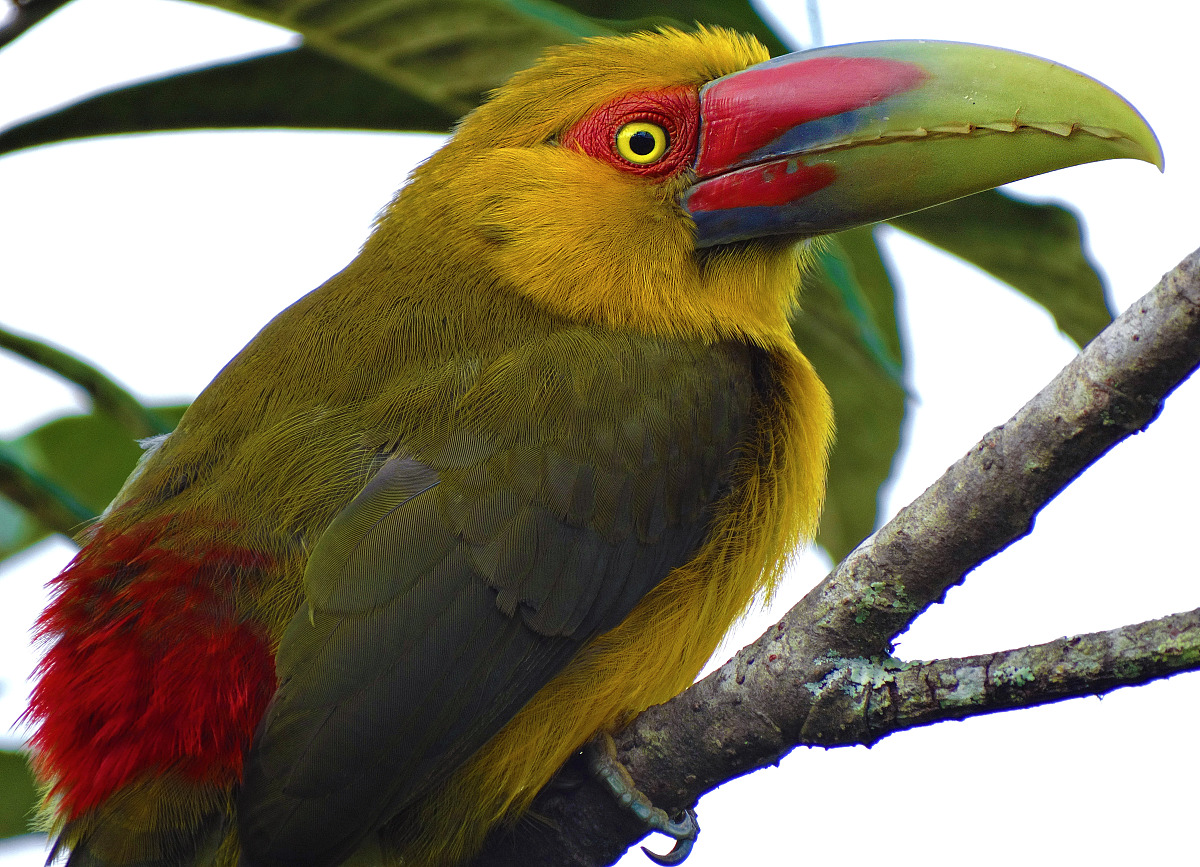  p>橘黄巨嘴鸟(学名: i>pteroglossus bailloni) /i>是一种中型 a