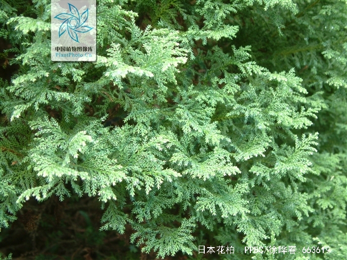  p>日本花柏{拉丁学名:chamaecyparis pisifera (sieb. et zucc.