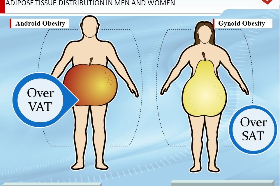 窄,腰细,髋宽,大腿丰满, a target="_blank" href="/item/脂肪/85926"