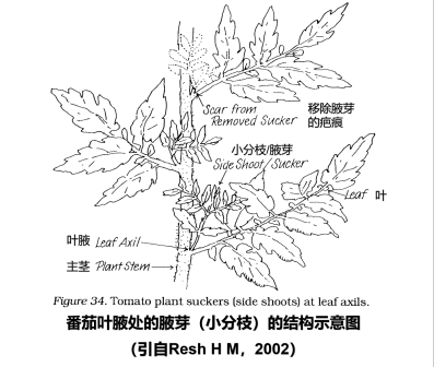 番茄（茄科茄属植物）_百度百科