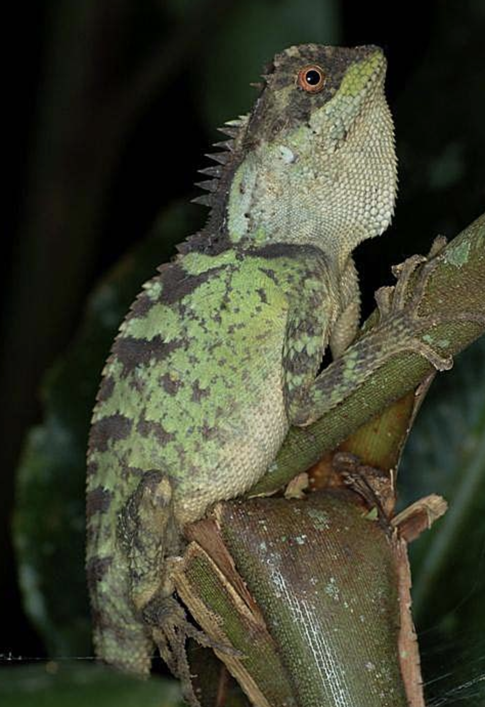  p>丽棘蜥(学名: i>acanthosaura lepidogaster /i>)是鬣蜥科,棘蜥属