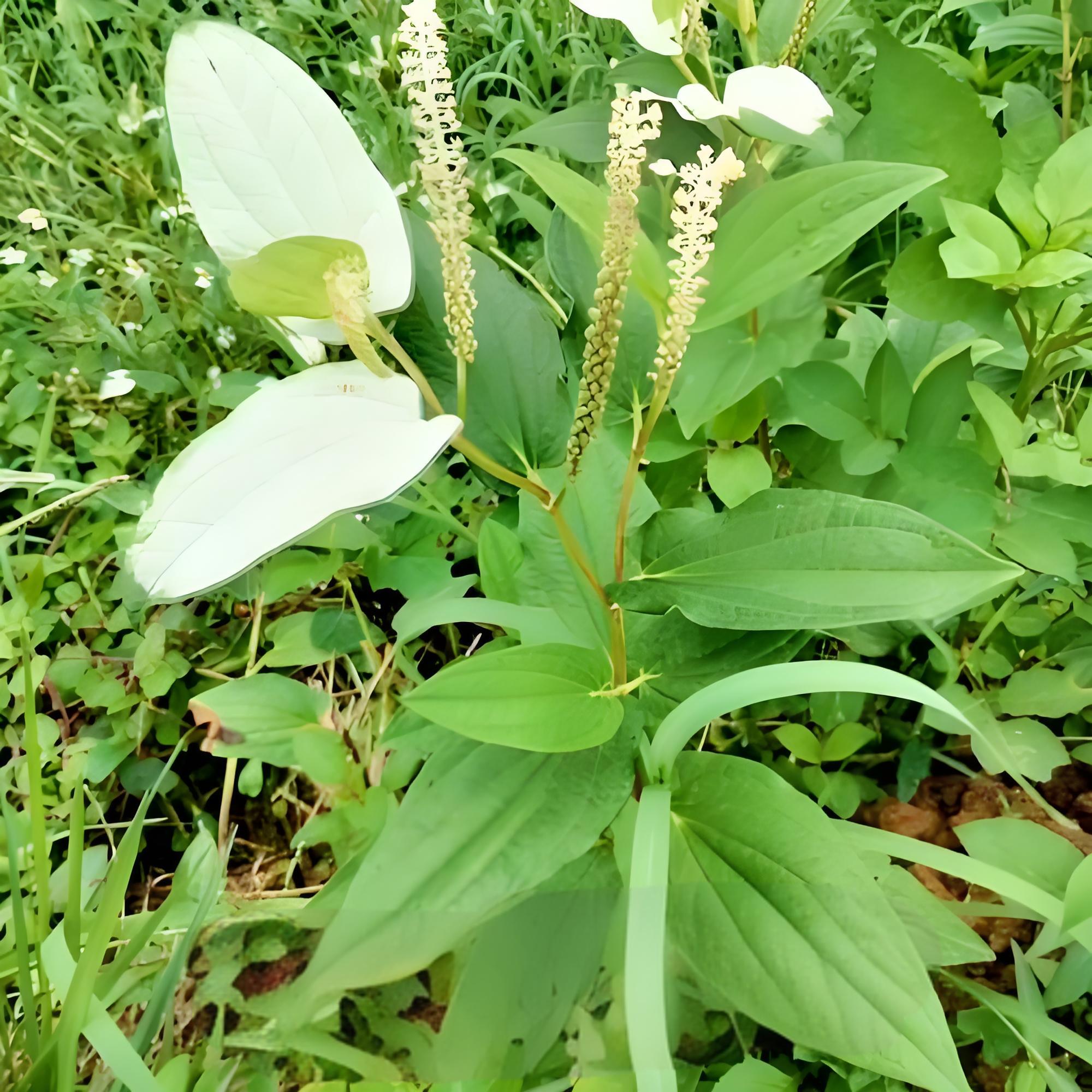 三白草根