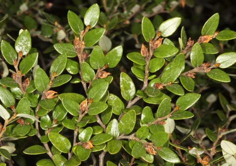 Nothofagus cliffortioides_百度百科
