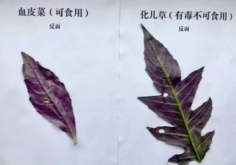 化儿草_百度百科